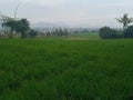 Green view at my village