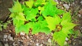 Green view of sweet potato tree leaves growing in the garden. Royalty Free Stock Photo
