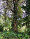 Beautiful tree surround by green creepers and beautiful sun rays come through the spaces.