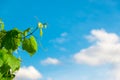 Green vine branches, white clouds and blue sky Royalty Free Stock Photo
