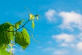 Green vine branches, white clouds and blue sky Royalty Free Stock Photo
