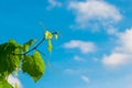 Green vine branches, white clouds and blue sky Royalty Free Stock Photo