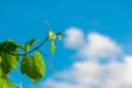 Green vine branches, white clouds and blue sky Royalty Free Stock Photo