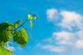 Green vine branches, white clouds and blue sky Royalty Free Stock Photo