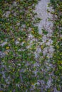 Green Vine Climbs up Shell Wall