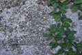 Green Vine Climbs up Shell Wall