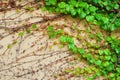 Green vine creeper leaves on a building wall