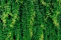 Green vine eco wall. Green creeping plant with wet leaves climbing on wall. Green leaves texture background. Green leaves of ivy Royalty Free Stock Photo