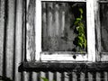 Green vine framed growing in window of abandoned building window Royalty Free Stock Photo