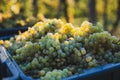 Green vine grapes. Grapes for making wine in the harvesting crate Royalty Free Stock Photo