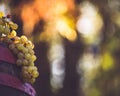 Grapes on the wooden wine barrel in the vineyard. White grapes for making wine in the harvesting time. Royalty Free Stock Photo