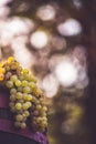 Grapes on the wooden wine barrel in the vineyard. White grapes for making wine in the harvesting time Royalty Free Stock Photo