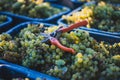 Green vine grapes with secateurs in the vineyard at harvesting season. Grapes for making wine in the harvesting crate Royalty Free Stock Photo