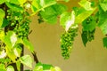 Green vine grapes on tree Royalty Free Stock Photo