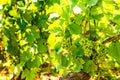 Green vine grapes on tree Royalty Free Stock Photo