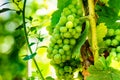 Green vine grapes on tree Royalty Free Stock Photo