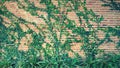 Green Vine, ivy, liana, climber or creeper plant growth on brick wall with tree in vintage tone. Royalty Free Stock Photo