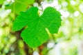 Green vine leaf closeup on blurred background. Texture Royalty Free Stock Photo