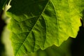 Green vine leaf in detail Royalty Free Stock Photo