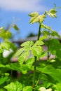 Green vine leaf Royalty Free Stock Photo