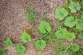 Green vine leaf Royalty Free Stock Photo