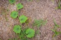 Green vine leaf nature for background. Royalty Free Stock Photo