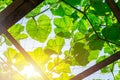 Green vine leaf roof with sunny sun light nature Royalty Free Stock Photo