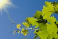 Green vine leaves Royalty Free Stock Photo