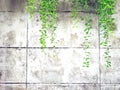 Green vine, liana or creeping plant on old white cement or grunge abstract wall background with copy space Royalty Free Stock Photo