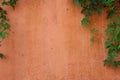 Green vine on pale orange cement wall