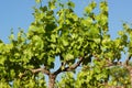 Green vine plant against blue sky in summer Royalty Free Stock Photo