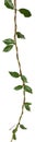 green vine plant, petrea volubilis isolated on white