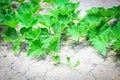 Green vine of pumpkin plant tree growing on ground on organic vegetable garden agriculture farm , zucchini pumpkin Royalty Free Stock Photo