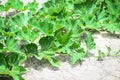 Green vine of pumpkin plant tree growing on ground on organic vegetable garden agriculture farm , zucchini pumpkin Royalty Free Stock Photo