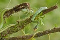 Green Vine Snake Royalty Free Stock Photo