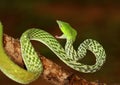 Green Vine Snake, Ahaetulla nasuta Agumbe, Karnataka, India Royalty Free Stock Photo