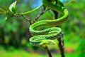 Green Vine Snake, Ahaetulla nasuta, Dudhsagar, Goa Royalty Free Stock Photo