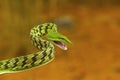 Green vine snake, Ahaetulla nasuta, Mild Venomous