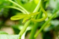 Green vine snake camouflaging on bush Royalty Free Stock Photo