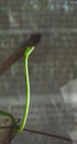 Green vine snake demonstrates it beauty Royalty Free Stock Photo