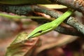 Green vine snake