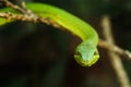Green vine Snake / Flatbread snake (Oxybelis fulgidus) seen in Monteverde, Costa Rica. Royalty Free Stock Photo