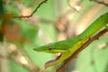 Green vine snake Royalty Free Stock Photo