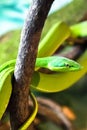 Green vine snake in its angry mood with its attack position on a tree branch Royalty Free Stock Photo