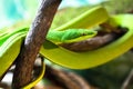 Green vine snake in its angry mood with its attack position on a tree branch Royalty Free Stock Photo