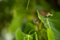 Green vine snake on green leaf, head green snake closeup photograph of with green leafs Royalty Free Stock Photo