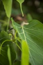Green vine snake on green leaves tree branch,head green snake on green leaf. Royalty Free Stock Photo
