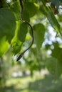 Green vine snake on green leaves tree branch,head green snake on green leaf. Royalty Free Stock Photo