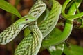 Green Vine Snake, Long-nosed Whip Snake, Sinharaja National Park Rain Forest, Sri Lanka