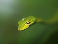 Green Vine Snake Royalty Free Stock Photo